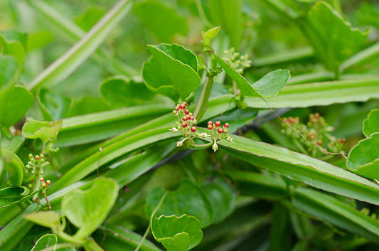 Miracle Herb? Benefits of Cissus Quadrangularis